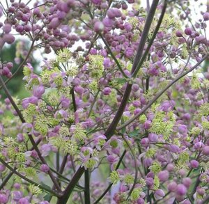 Thalictrum 'Elin' geen maat specificatie 0,55L/P9cm - afbeelding 2