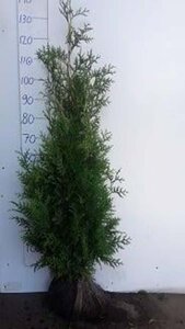 Thuja occ. 'Brabant' 100-125 cm met kluit - afbeelding 4