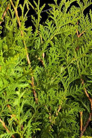 Thuja occ. 'Brabant' 100-125 cm met kluit - afbeelding 1