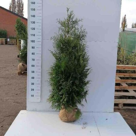 Thuja occ. 'Brabant' 125-150 cm met kluit - afbeelding 3