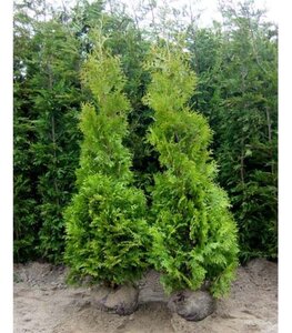 Thuja occ. 'Brabant' 125-150 cm met kluit - afbeelding 5