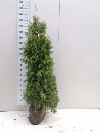 Thuja occ. 'Brabant' 150-175 cm met kluit - afbeelding 3