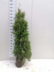 Thuja occ. 'Brabant' 150-175 cm met kluit - afbeelding 3