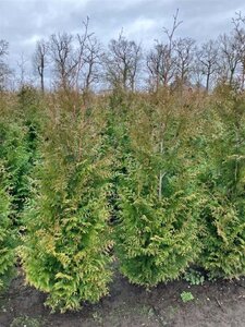 Thuja occ. 'Brabant' 150-175 cm met kluit - afbeelding 7