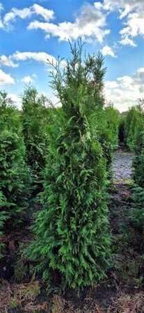 Thuja occ. 'Brabant' 150-175 cm met kluit - afbeelding 6