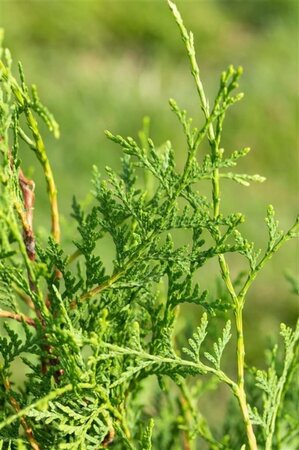 Thuja occ. 'Brabant' 150-175 cm met kluit - afbeelding 2