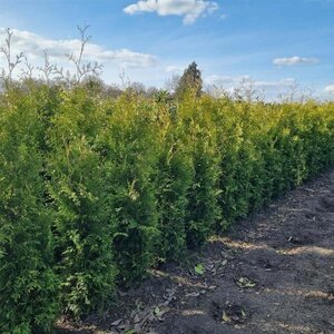 Thuja occ. 'Brabant' 150-175 cm met kluit - afbeelding 5