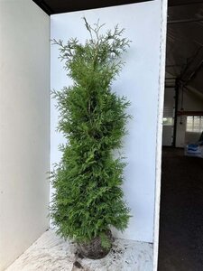 Thuja occ. 'Brabant' 150-175 cm met kluit - afbeelding 4