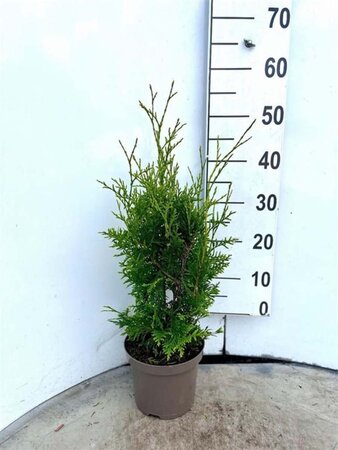 Thuja occ. 'Brabant' 60-80 cm cont. 3,0L - afbeelding 5