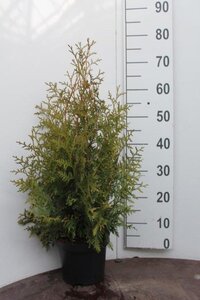 Thuja occ. 'Brabant' 60-80 cm cont. 3,0L - afbeelding 4