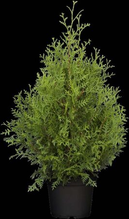 Thuja occ. 'Brabant' 60-80 cm cont. 3,0L - afbeelding 3