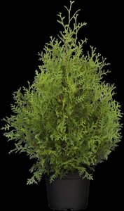 Thuja occ. 'Brabant' 60-80 cm cont. 3,0L - afbeelding 3