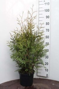 Thuja occ. 'Brabant' 80-100 cm cont. 5,0L - afbeelding 8