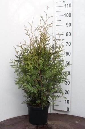 Thuja occ. 'Brabant' 80-100 cm cont. 5,0L - afbeelding 6