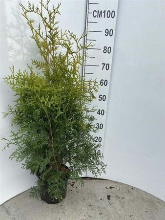 Thuja occ. 'Brabant' 80-100 cm cont. 5,0L - afbeelding 2