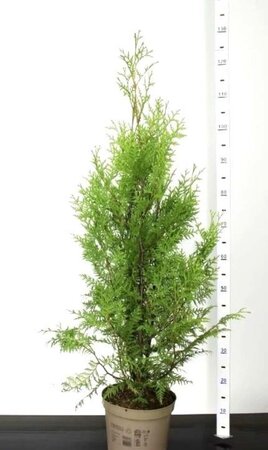 Thuja occ. 'Brabant' 80-100 cm cont. 5,0L - afbeelding 9