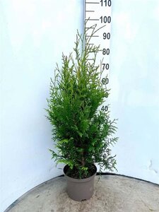 Thuja occ. 'Brabant' 80-100 cm cont. 5,0L - afbeelding 3