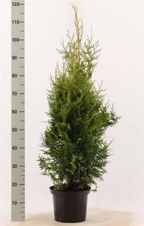 Thuja occ. 'Brabant' 80-100 cm cont. 5,0L - afbeelding 7