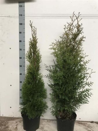 Thuja occ. 'Brabant' 80-100 cm cont. 5,0L - afbeelding 12