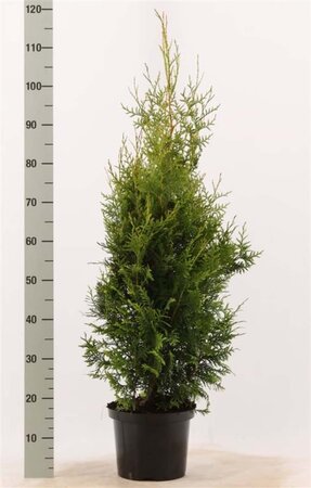 Thuja occ. 'Brabant' 80-100 cm cont. 5,0L - afbeelding 5