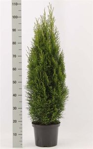 Thuja occ. 'Brabant' 80-100 cm cont. 5,0L - afbeelding 4