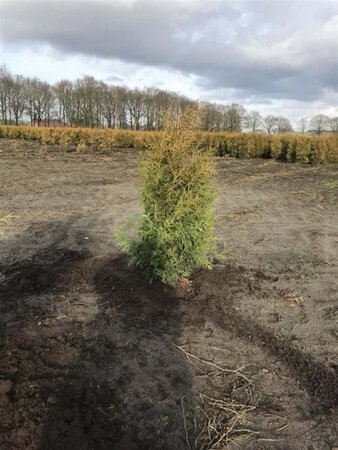 Thuja occ. 'Brabant' 80-100 cm met kluit - afbeelding 14