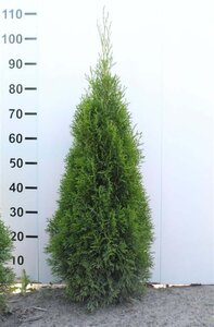 Thuja occ. 'Brabant' 80-100 cm met kluit - afbeelding 11