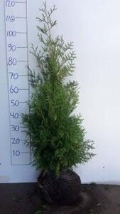 Thuja occ. 'Brabant' 80-100 cm met kluit - afbeelding 16