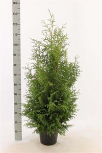 Thuja occ. 'Brabant' 80-100 cm met kluit - afbeelding 10