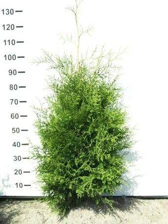 Thuja occ. 'Brabant' 80-100 cm met kluit - afbeelding 2