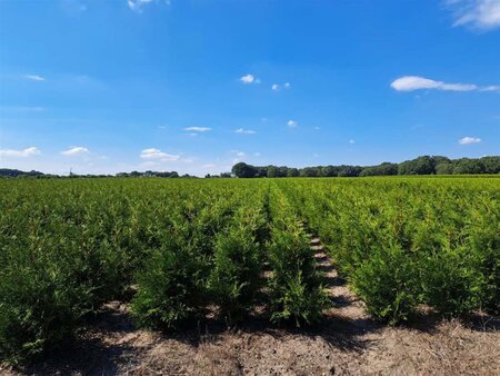 Thuja occ. 'Brabant' 80-100 cm met kluit - afbeelding 9