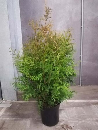 Thuja occ. 'Brabant' 80-100 cm met kluit - afbeelding 4