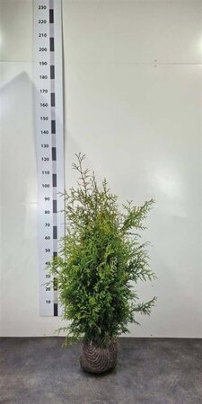 Thuja occ. 'Brabant' 80-100 cm met kluit - afbeelding 12