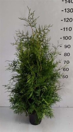 Thuja occ. 'Brabant' 80-100 cm met kluit - afbeelding 5