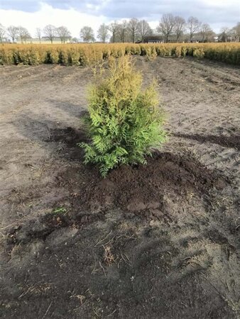 Thuja occ. 'Brabant' 80-100 cm met kluit - afbeelding 13