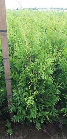 Thuja occ. 'Brabant' 80-100 cm met kluit - afbeelding 7