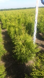 Thuja occ. 'Brabant' 80-100 cm met kluit - afbeelding 6