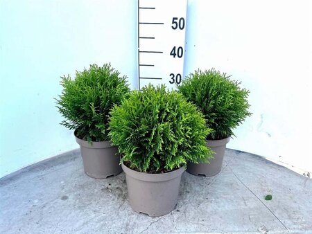 Thuja occ. 'Danica' 20-25 cm cont. 3,0L - afbeelding 4