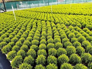 Thuja occ. 'Danica' 20-25 cm cont. 3,0L - afbeelding 5