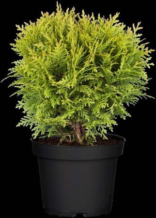 Thuja occ. 'Danica' 20-25 cm cont. 3,0L - afbeelding 1