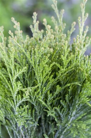 Thuja occ. 'Danica' 20-25 cm cont. 3,0L - afbeelding 2