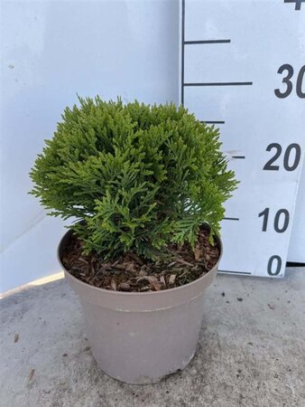 Thuja occ. 'Danica' 20-25 cm cont. 3,0L - afbeelding 6