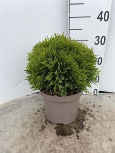 Thuja occ. 'Danica' 20-25 cm cont. 3,0L - afbeelding 7