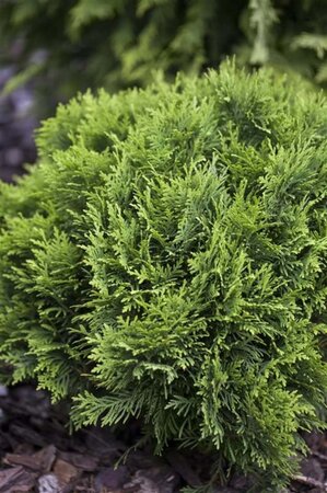 Thuja occ. 'Danica' 20-25 cm cont. 3,0L - afbeelding 3