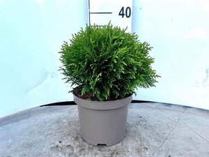 Thuja occ. 'Danica' 20-25 cm cont. 3,0L - afbeelding 8