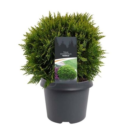 Thuja occ. 'Danica' 25-30 cm cont. 3,0L