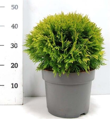 Thuja occ. 'Danica' 30-40 cm cont. 7,5L - afbeelding 2