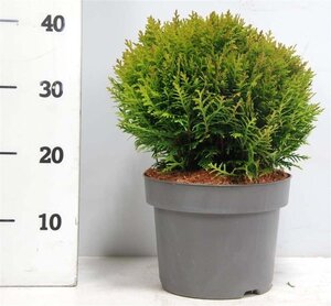 Thuja occ. 'Danica' 30-40 cm cont. 7,5L - afbeelding 3