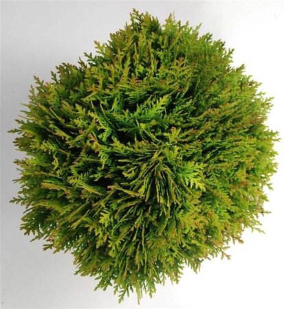 Thuja occ. 'Danica' 30-40 cm cont. 7,5L - afbeelding 4