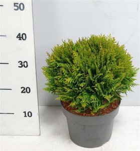 Thuja occ. 'Danica' 30-40 cm cont. 7,5L - afbeelding 5